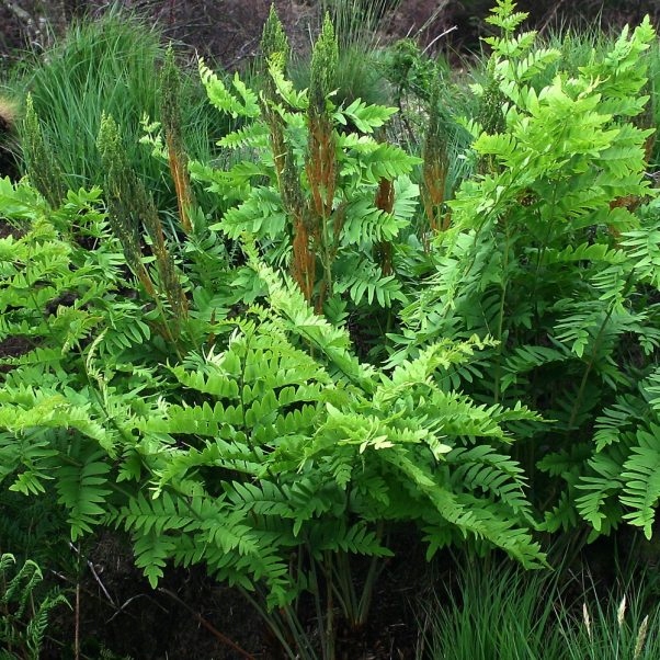 Długosz królewski PAPROĆ największa SADZONKA XXL dorasta do 2 metrów cień