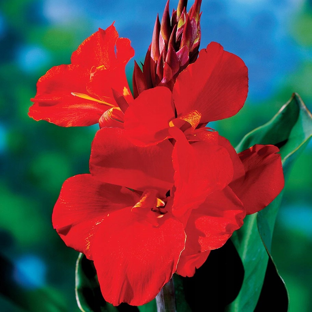 Canna Kanna Cherry Red 1 Szt sadzonki bulwy kanny canny Paciorecznik