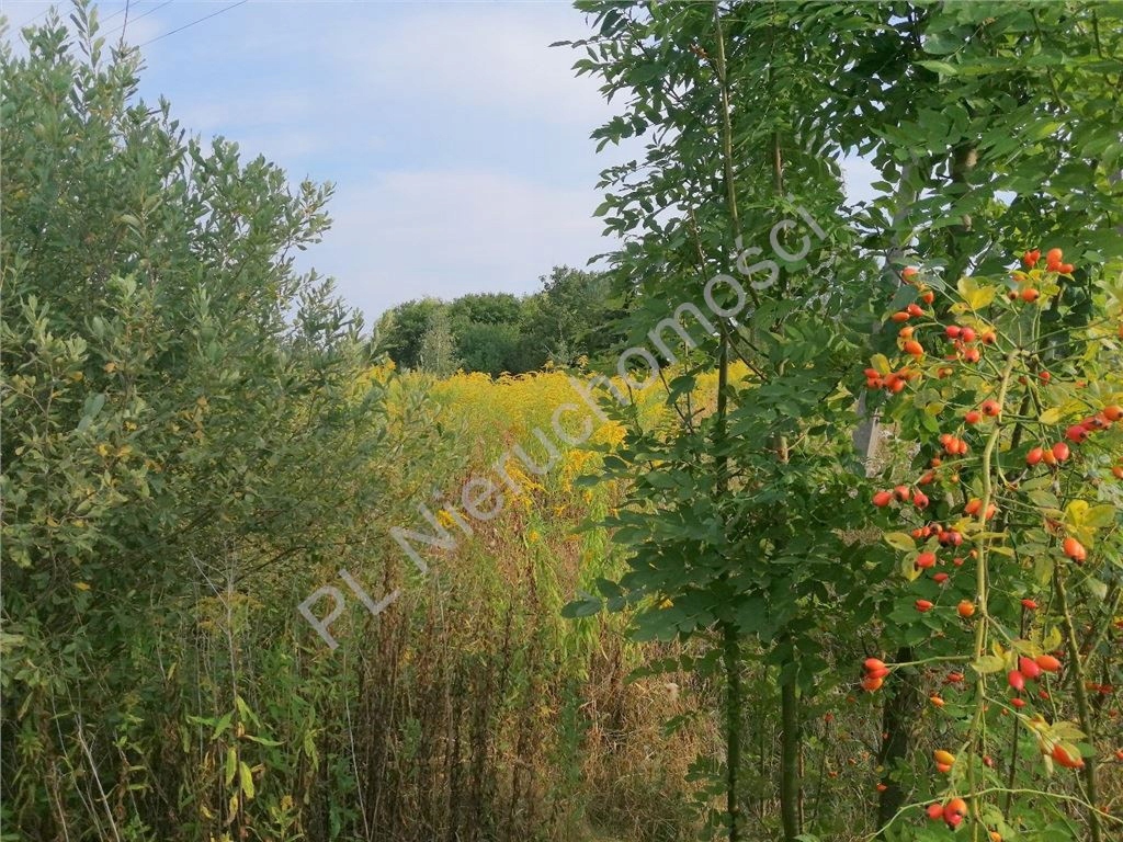 Działka, Mlęcin, Dobre (gm.), 4295 m²