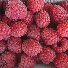 Malina GLEN AMPLE - sadzonka P13