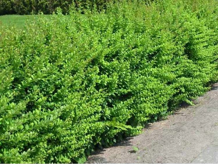 Купить Зеленый барбарис прямостоячий колонновидный: отзывы, фото и ...