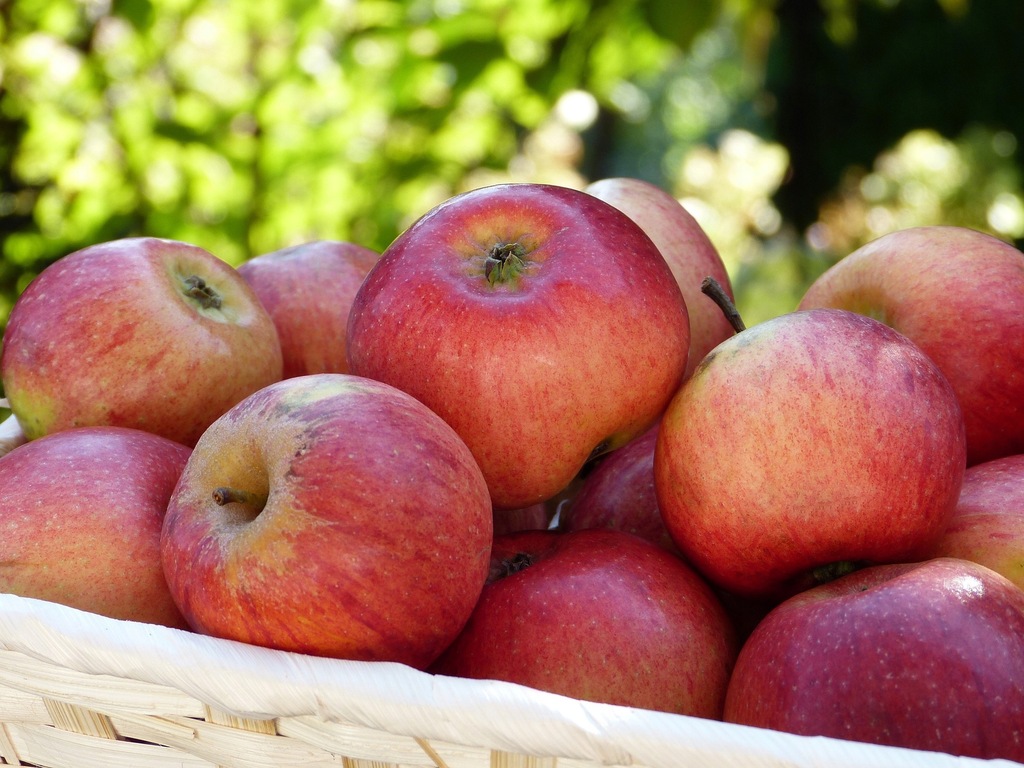 Jabłoń RED BOSKOOP ogromne owoce BARDZO SMACZNE!!