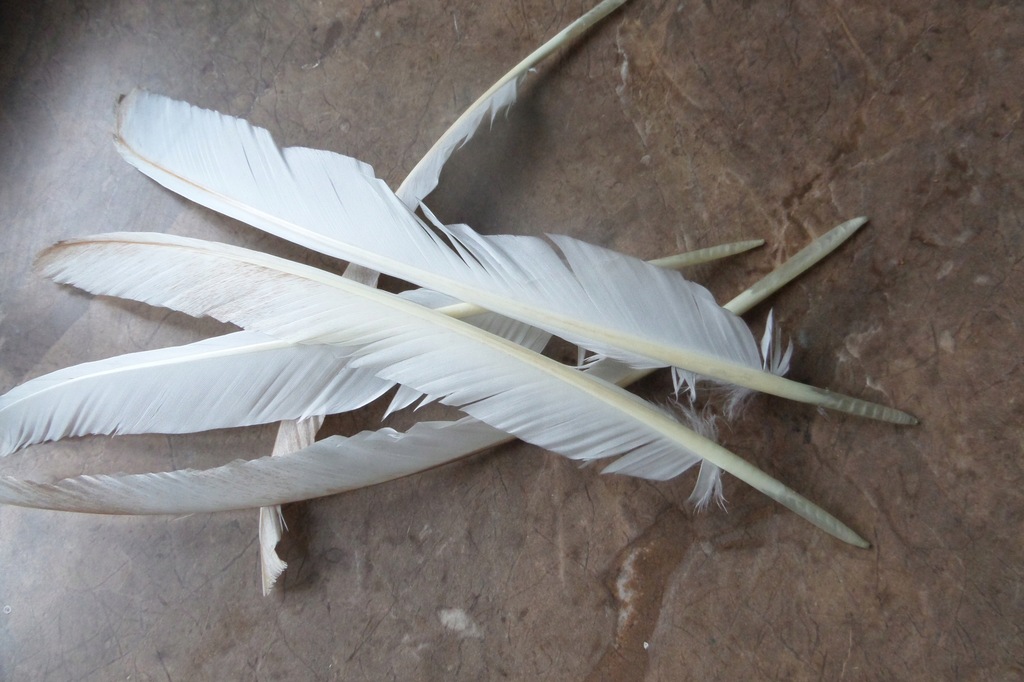 PIÓRA LOTKI dutka Uszkodzone do kaligrafi spławiki