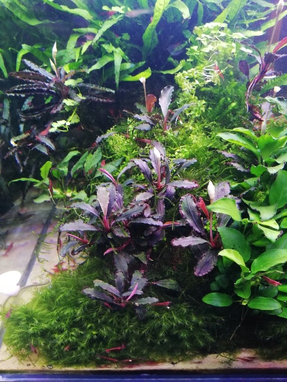 Bucephalandra Lamandau Purple