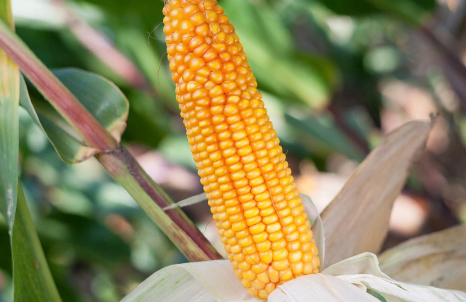 Nasiona kukurydzy Konkurent FAO230-240 Z/K 50tys.