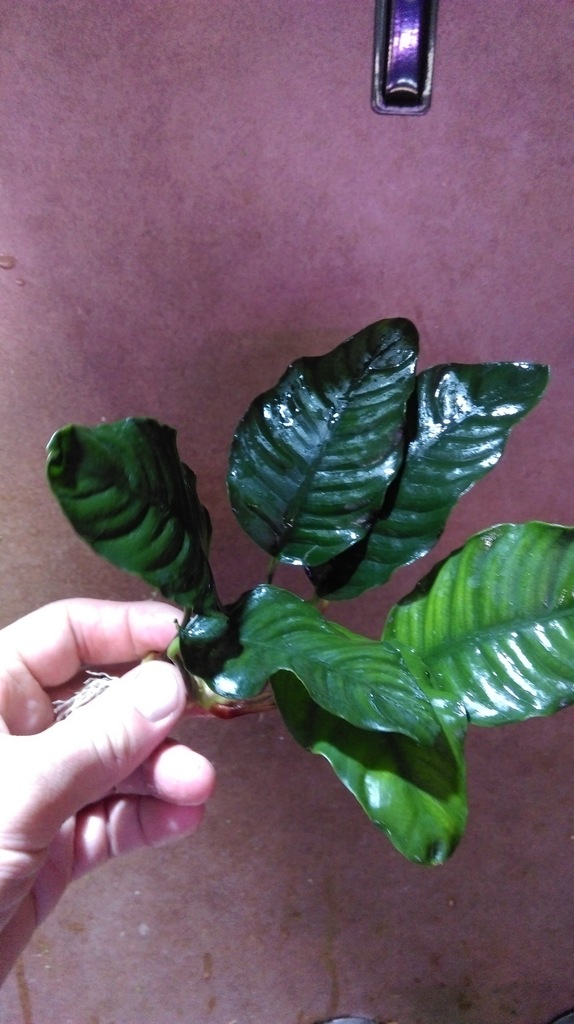 ANUBIAS COFFEEFOLIA RARYTAS PROMOCJA