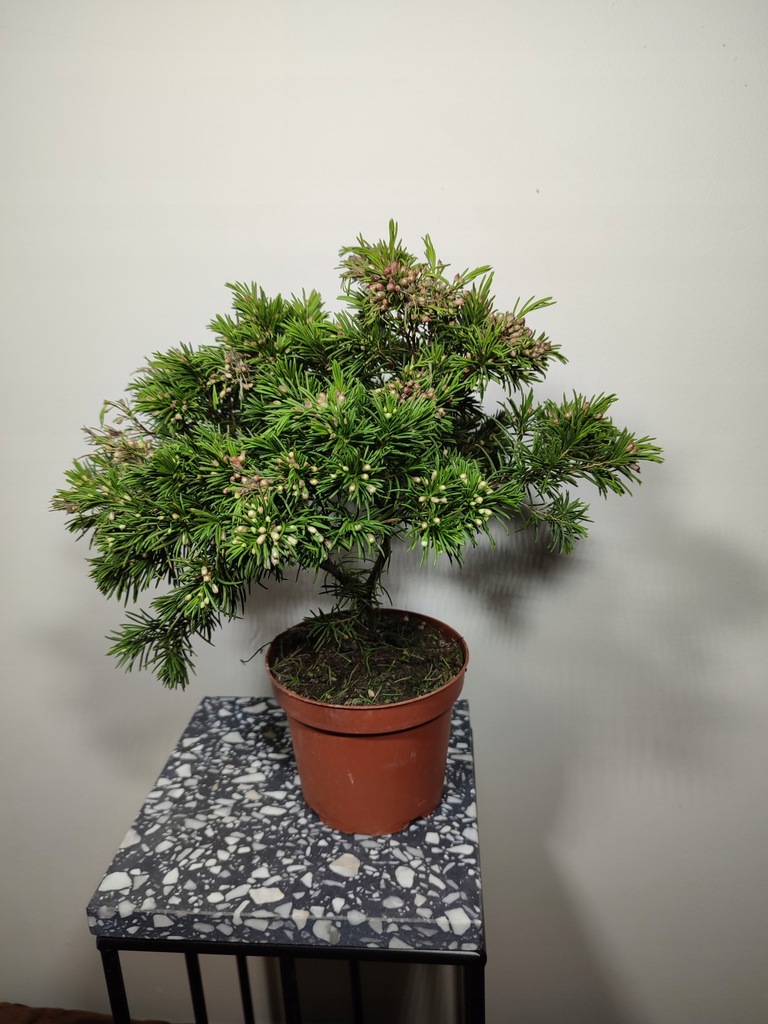 Woskówka Chamelaucium uncinatum Snowflake - Unikat