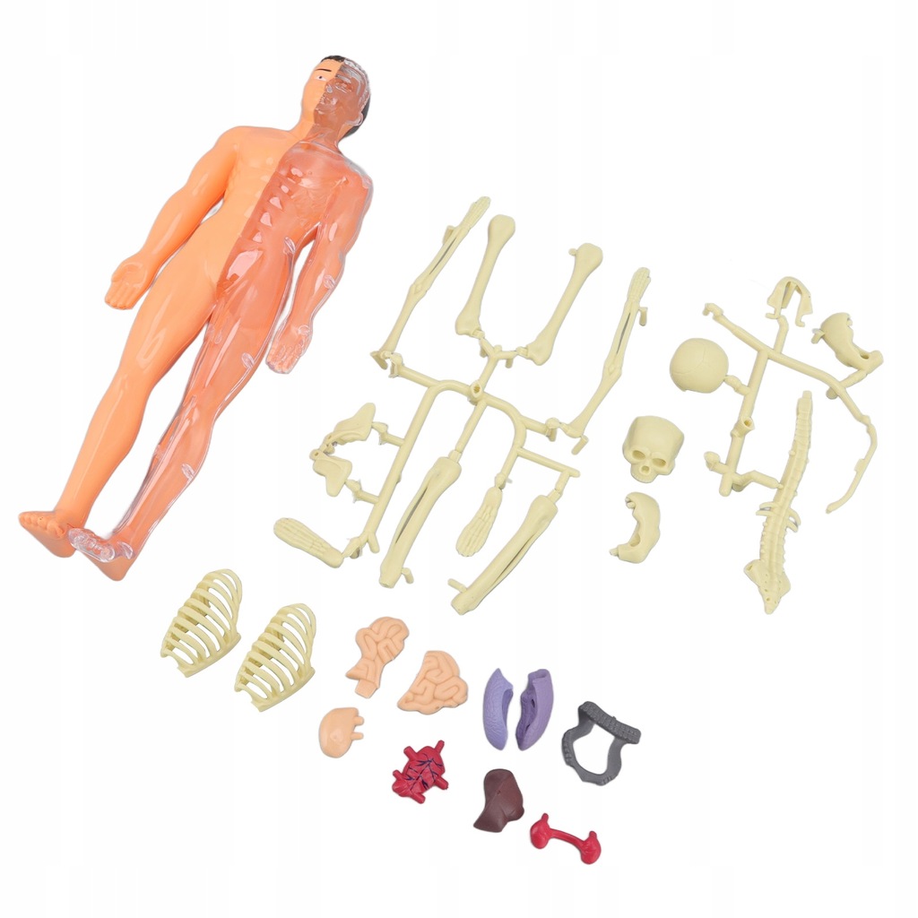 Model ciała ludzkiego zabawki DIY montaż Model