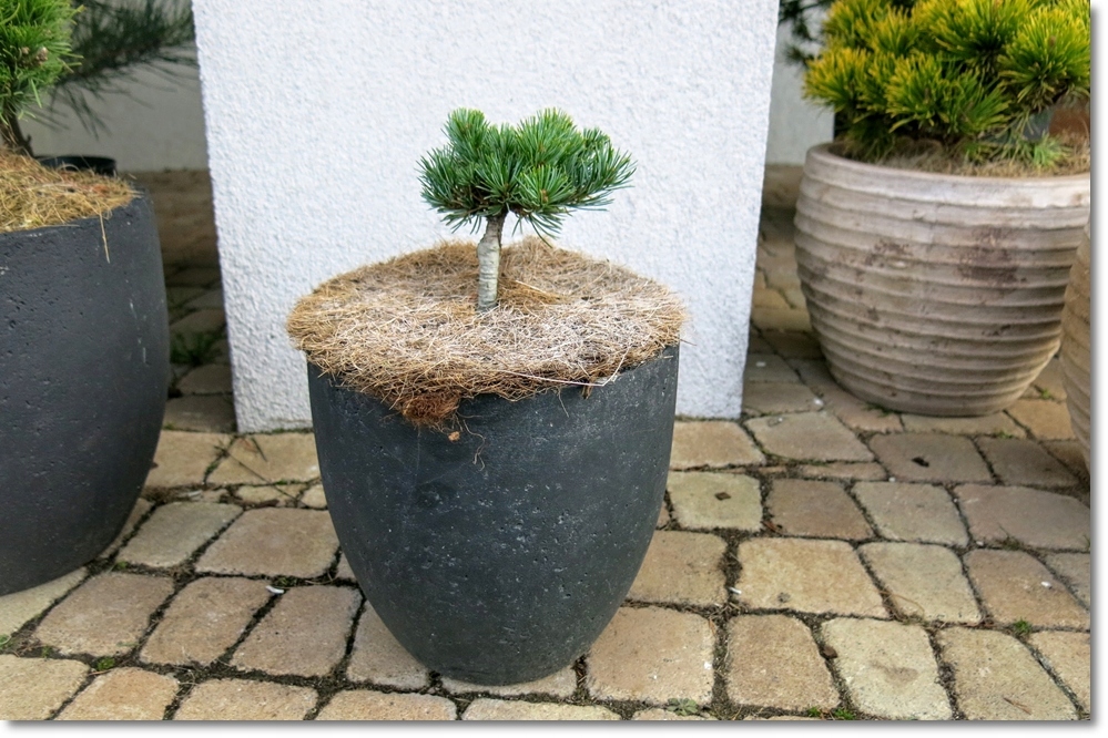 Pinus parviflora Regenhold - KARZEŁEK !!!