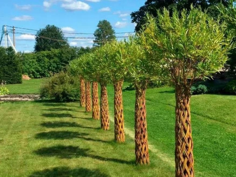 Wierzba PLECIONA 120-140cm -- NR 1909