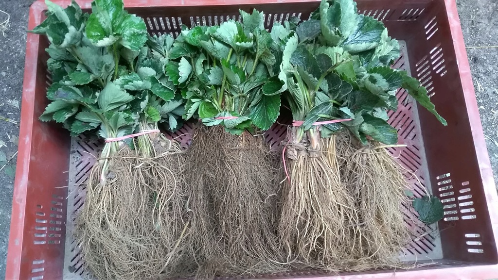 Малиновый гигант томат рассада. Розовый слон томат рассада. Гигант рассада. Томат розовый гигант рассада. Малиновый гигант томат рассада.