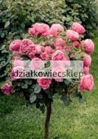 Róża wielkokwiatowa na pniu (jasno różowa)