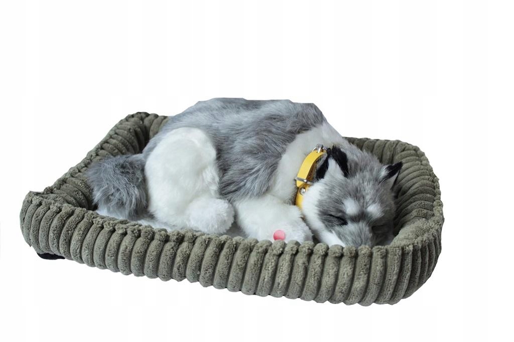 Śpiący pies na poduszce - Husky