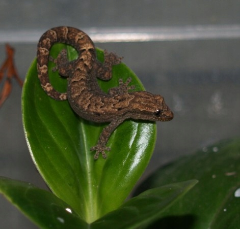 Lygodactylus lugubris gekon płaczący płaczek