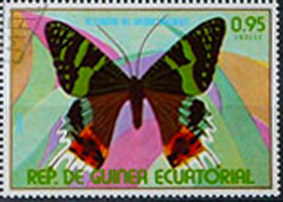 Gwinea Równikowa - piękny motyl