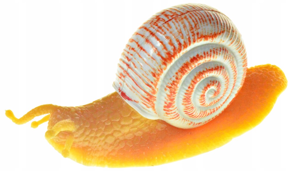 ŚLIMAK ŻEBERKOWANY duży mięczak 6x5x13cm POMARAŃCZ