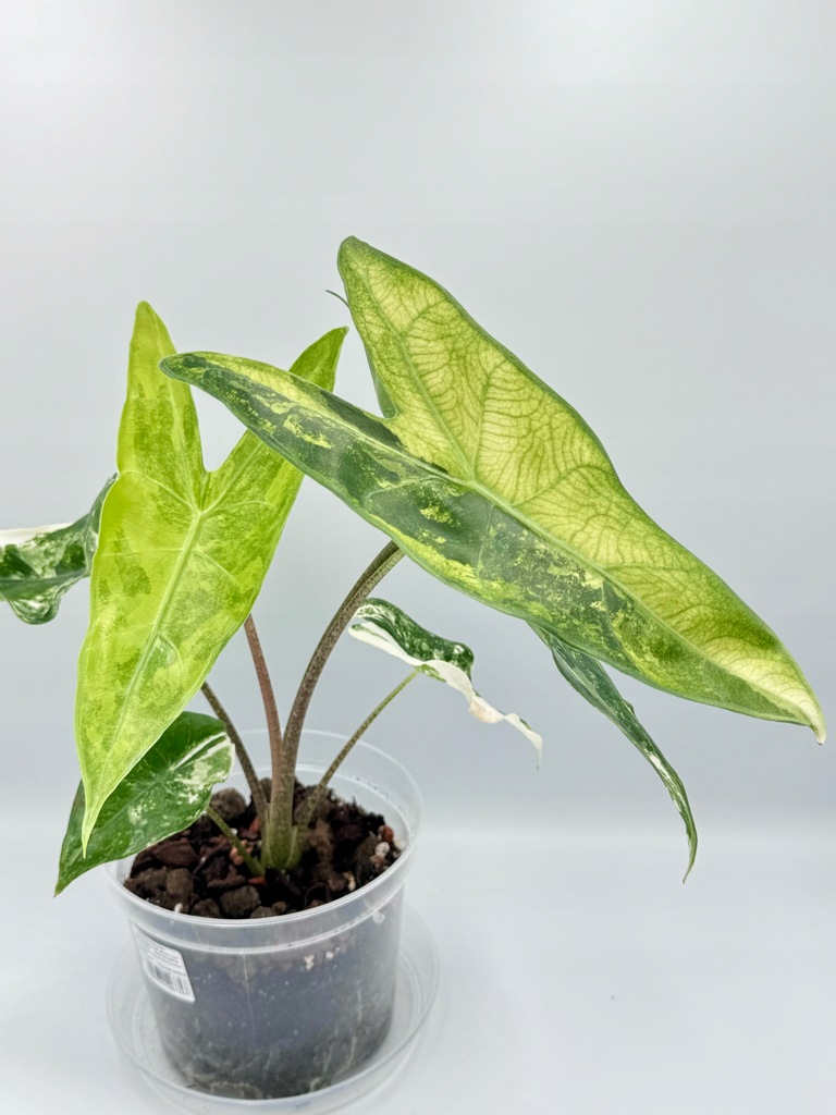 Alocasia |Alokazja |Longiloba |Variegata |Bulwa |DØ6cm