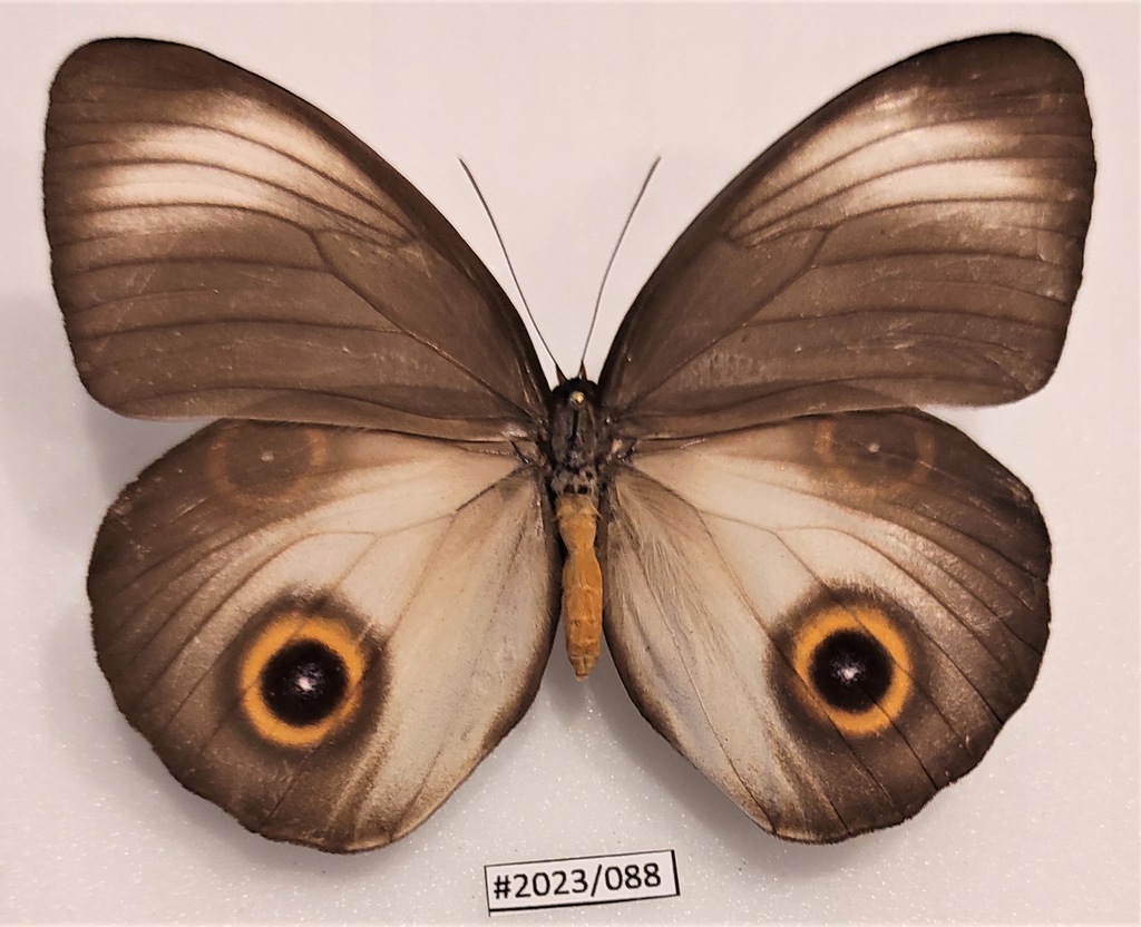 Motyl Taenaris urania samica 105mm .