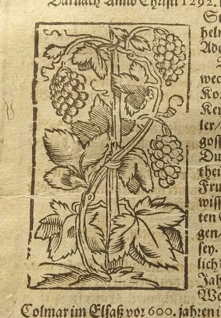 1614 Kosmografia Munster Winnice Winorośl 861-862