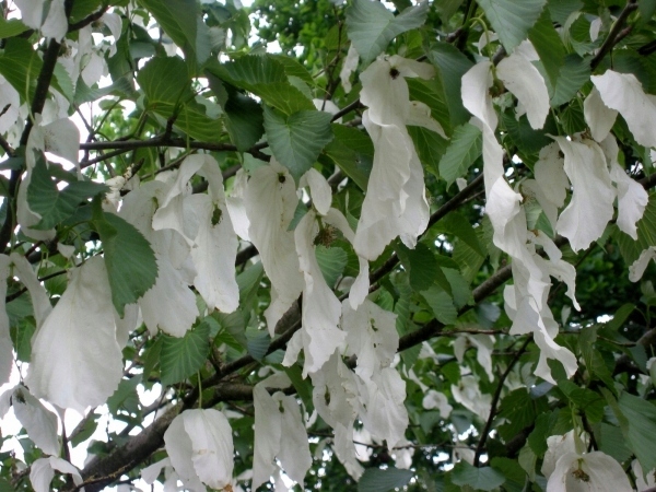 Drzewo duchów Dawidia Chińska 80-100cm C5