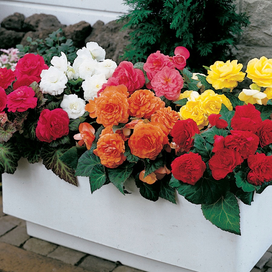 BEGONIA Doniczkowa Mix Kolorów 5cebul+GRATIS