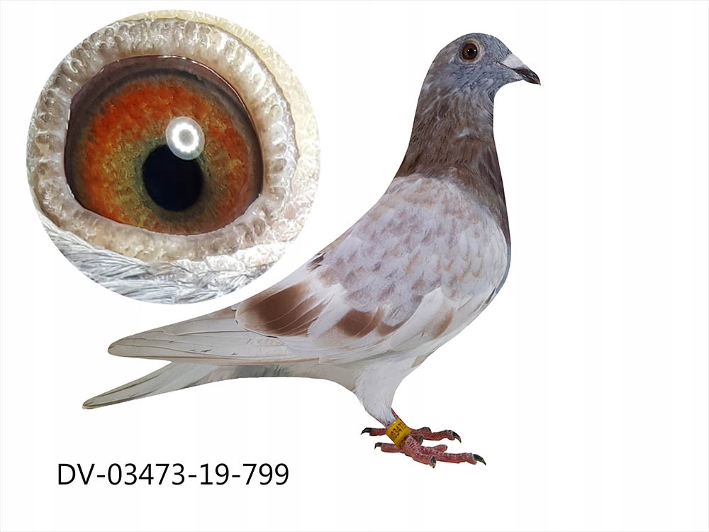 Купить Почтовые голуби из Германии DV-2019 Super Material: отзывы, фото, характеристики в интерне-магазине Aredi.ru