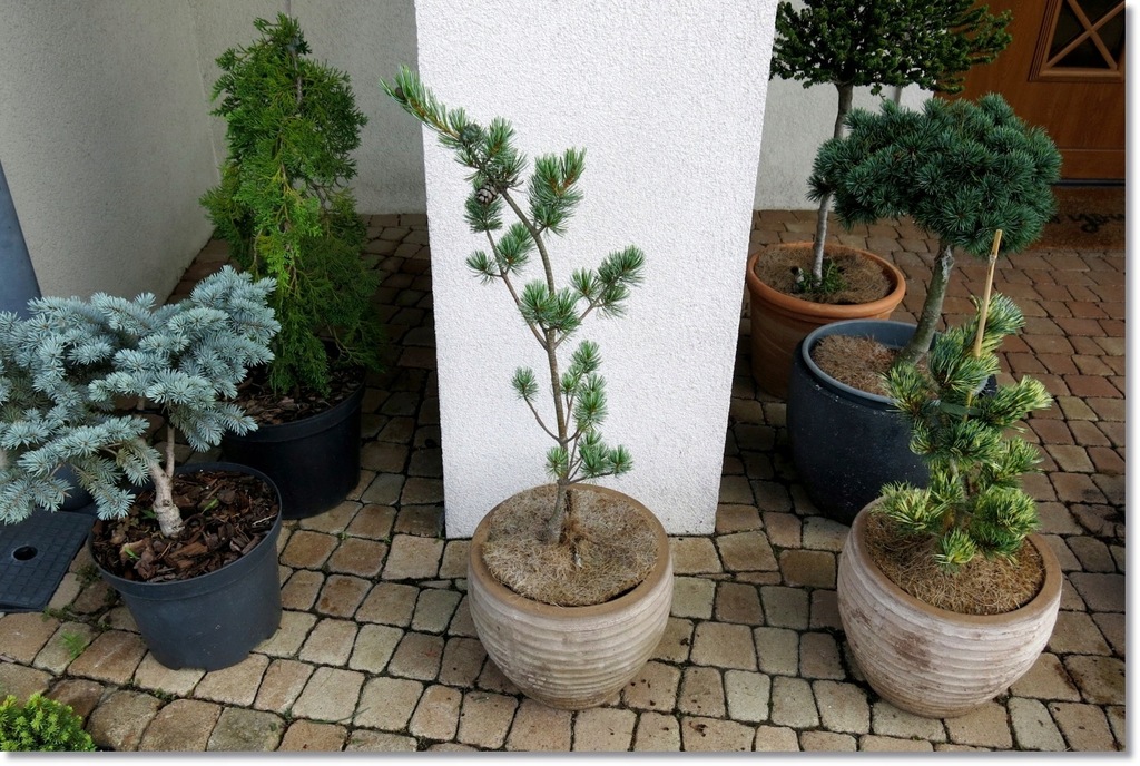 Pinus Parviflora 'AzumaGoyo' !!! !!! !!! !!! 14067087692