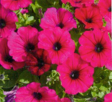 Petunia zwisła purpurowa 10 szt