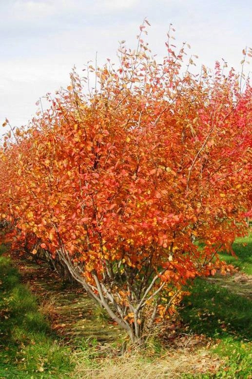 ŚWIDOŚLIWA KANADYJSKA (AMELANCHIER) Wielopienna