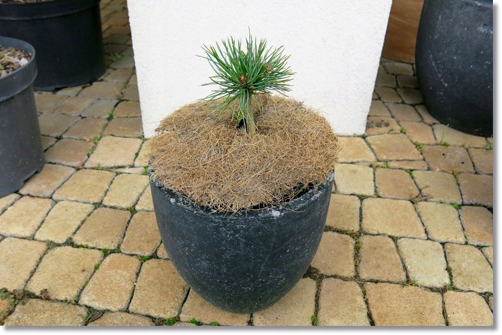 Pinus cembra Sankt Urlich - !!! !!! !!!