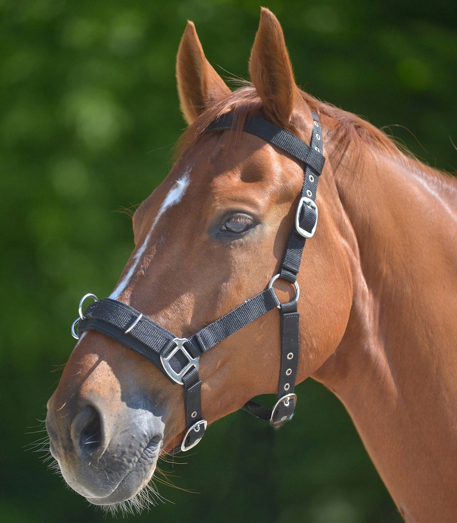 Kawecan czarny WALDHAUSEN Economic, FULL