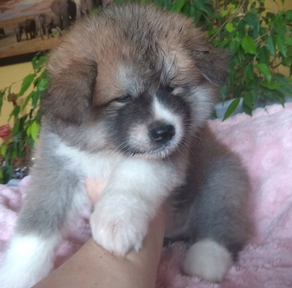 Akita Inu FCI(ZKwP) dziewczynka długowłosa
