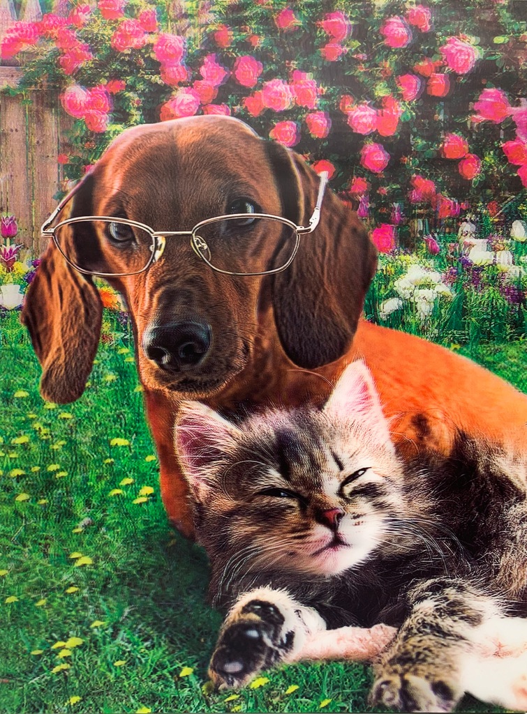 Obraz 3D na ścianę obrazek kot i pies 40x30 cm