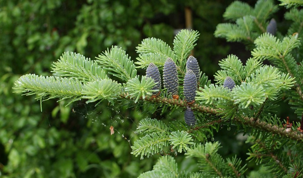 C3 JODŁA ABIES ×ARNOLDIANA 'JAN PAWEŁ II'