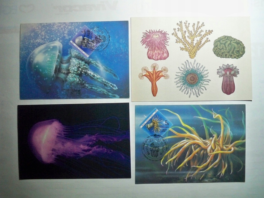 Meduza, Ukwiał... i... - 4 pocztówki.
