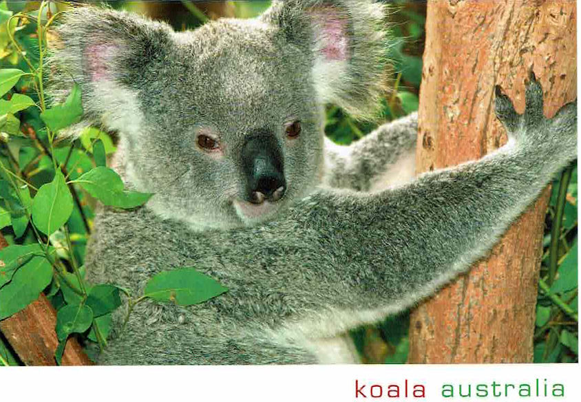 Wyslę pocztówkę z Australii - koala na drzewie