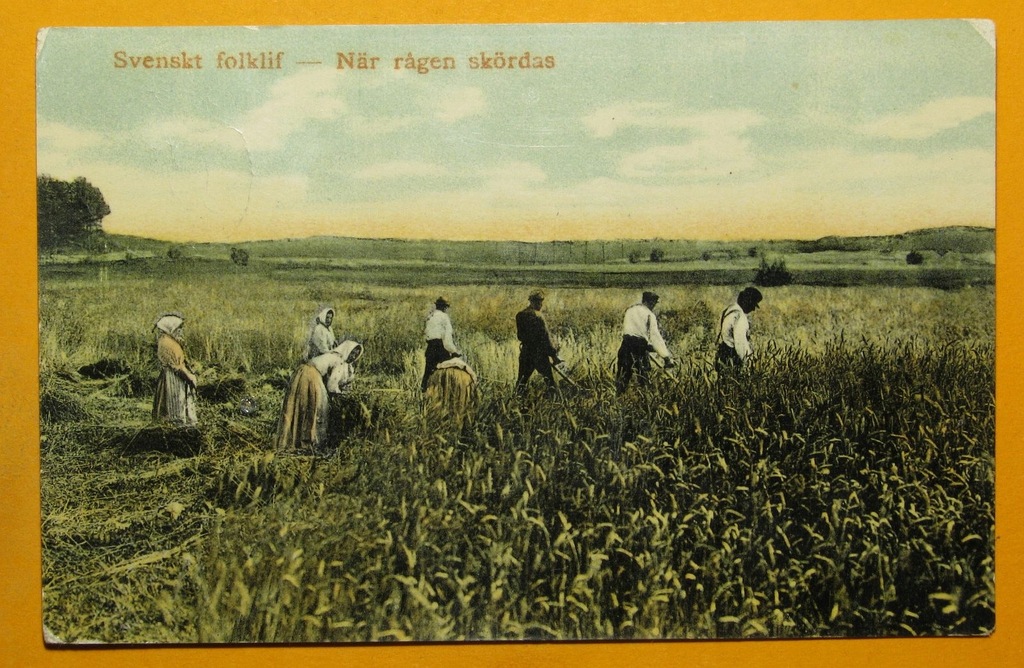 252784, Szwecja, żniwa