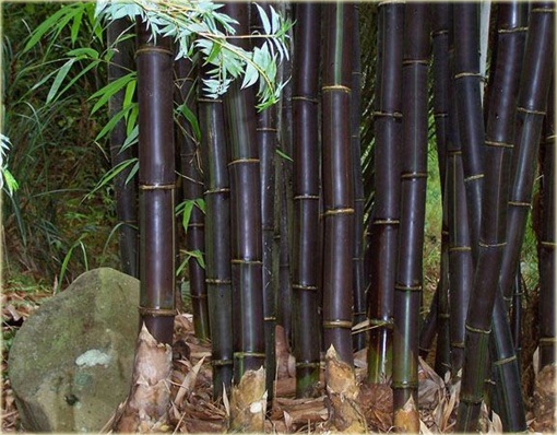 Nasiona. Bambus gigant czarny Lako 10 sztuk