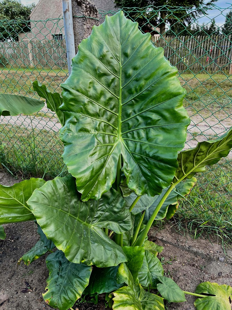 Alocasia Calidora sadzonka Alokazja