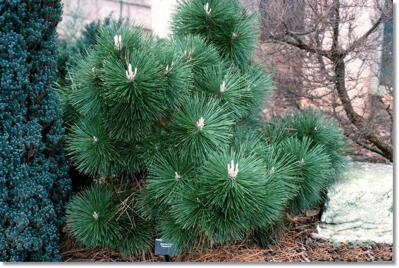 Pinus thunbergii Thunderhead - Piękna !!!