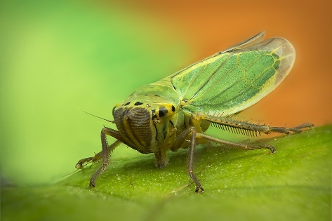 Zdjęcie makro - Leafhopper