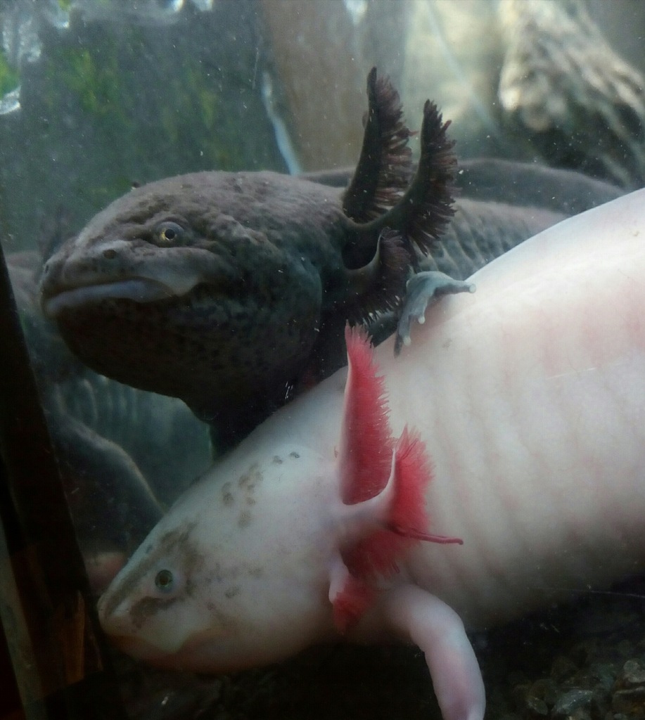 Meksykański smok aksolotl axolotl Szczerbatek! - 8548262944 - oficjalne
