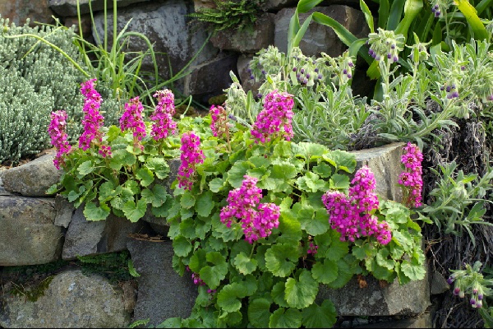 Bojkinia Jamesa - Boykinia jamesii