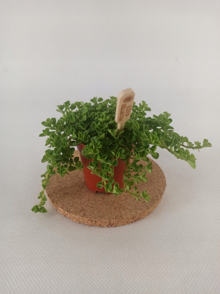 Pilea Depressa mini