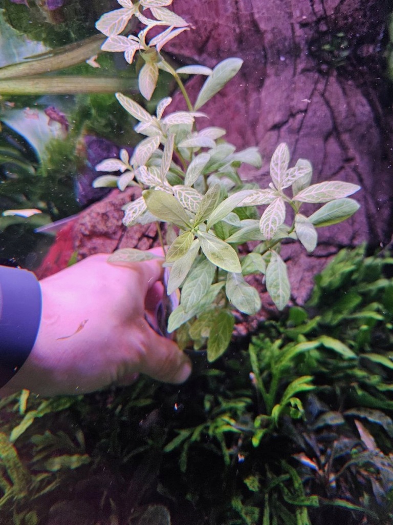 Hygrophila rosae australis