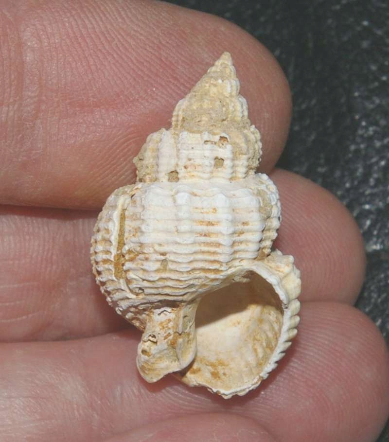 Nassarius clathratus - Skamieniała muszla