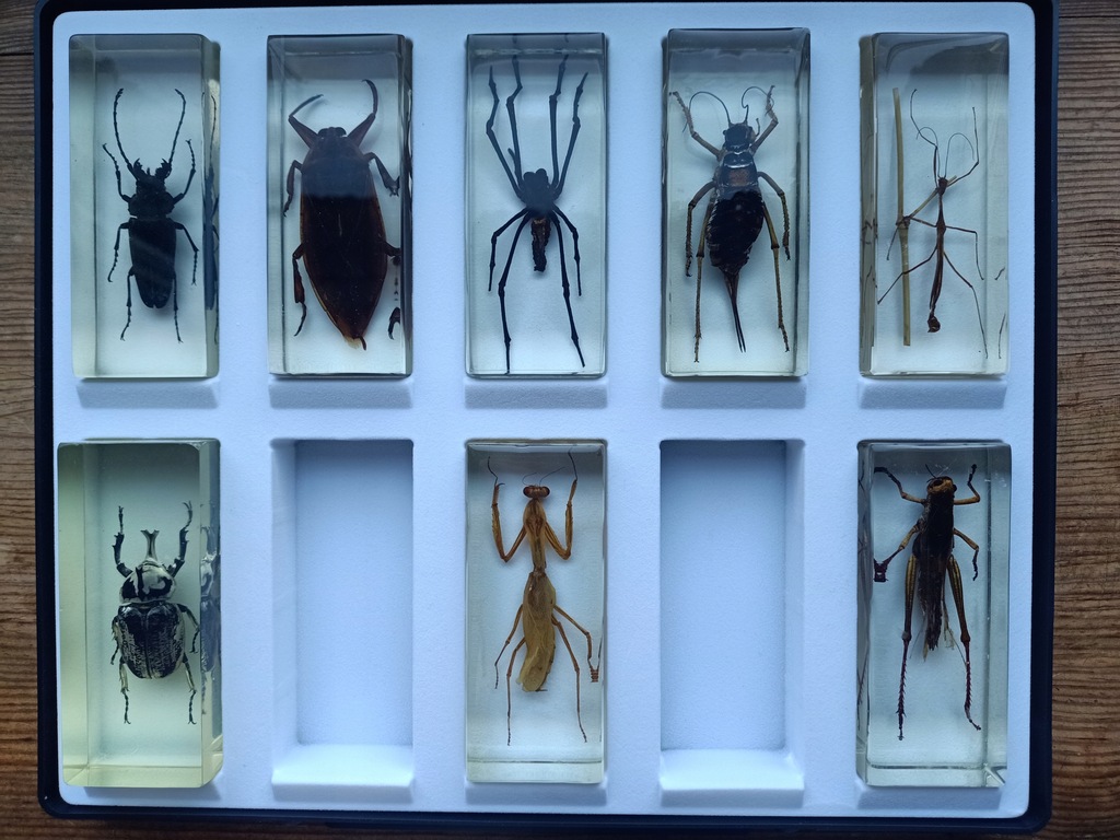 Owady, pajęczaki i inne robaki 86 okazów