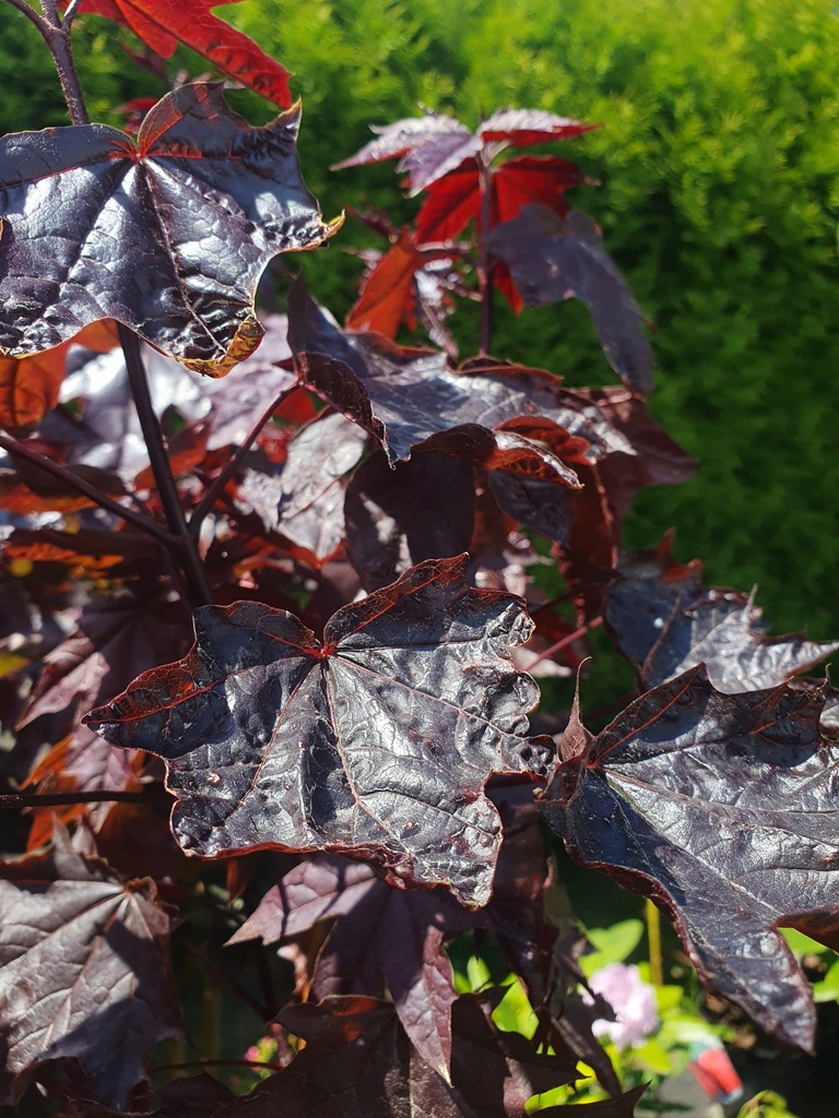 Acer platanoides 'Crimson Sentry'|Klon pospolity