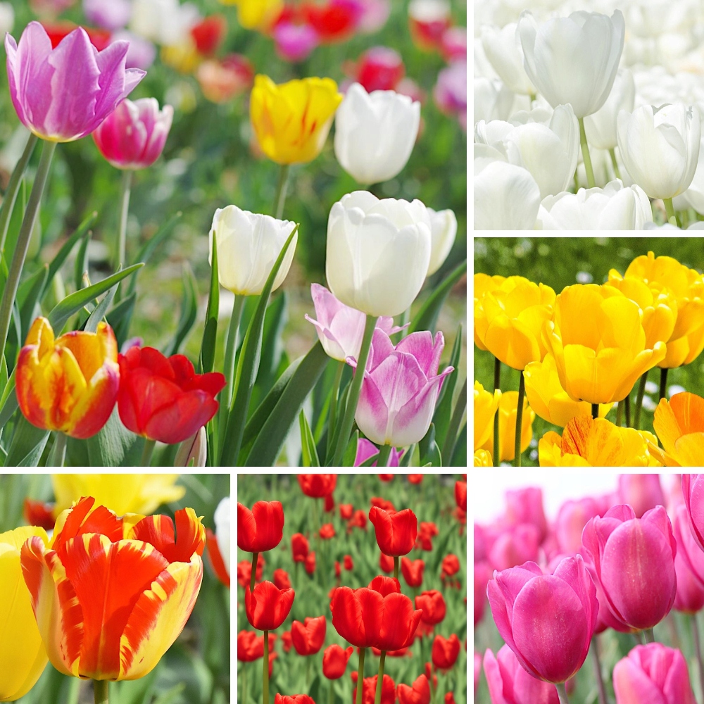 TULIPANY MIX 5 KOLORÓW zestaw x50 cebulki tulipan