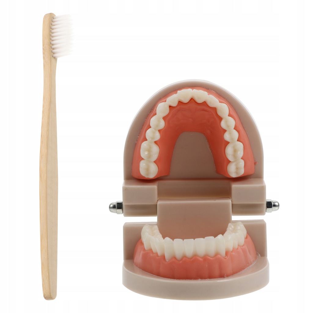 1 Zestaw standardowych zębów model szczotkowanie